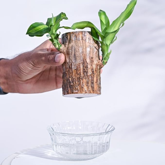 Brazilian wood lucky plant Pack of 2