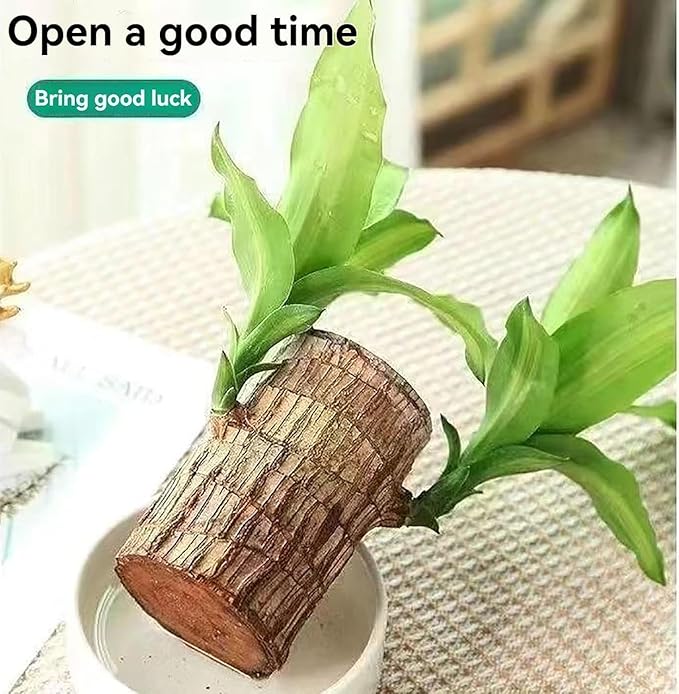 Brazilian wood lucky plant Pack of 2