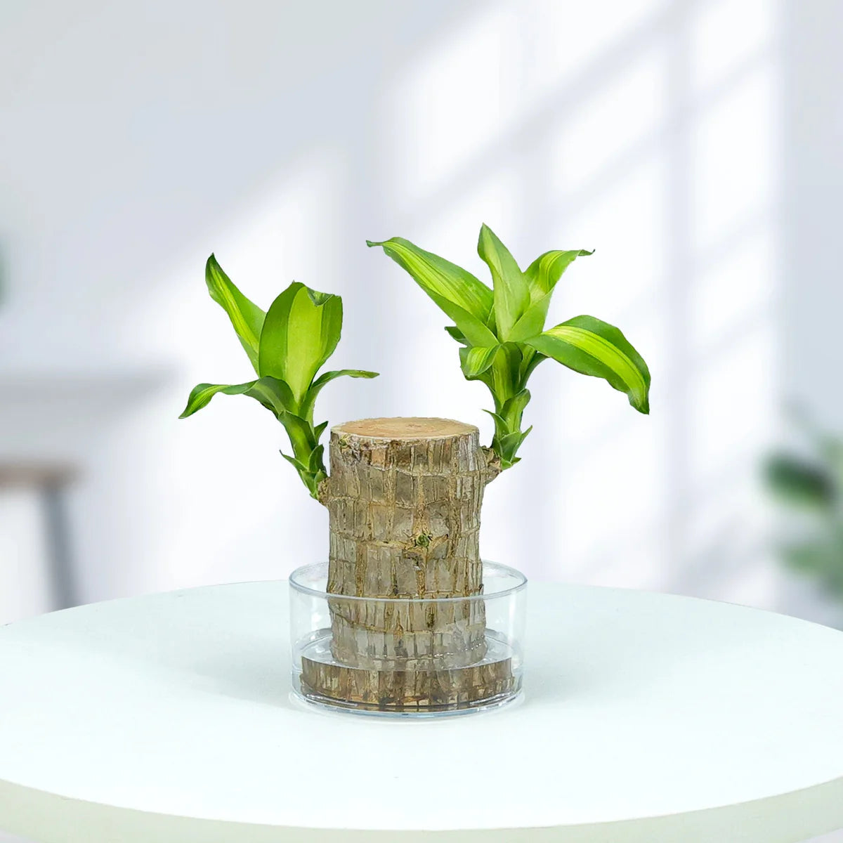 Brazilian wood lucky plant Pack of 2