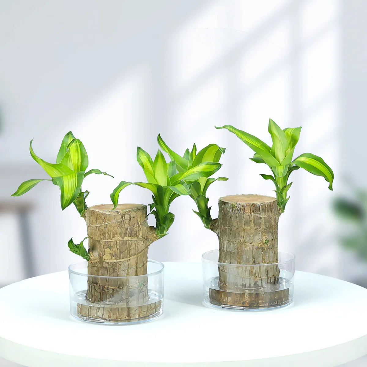 Brazilian wood lucky plant Pack of 2
